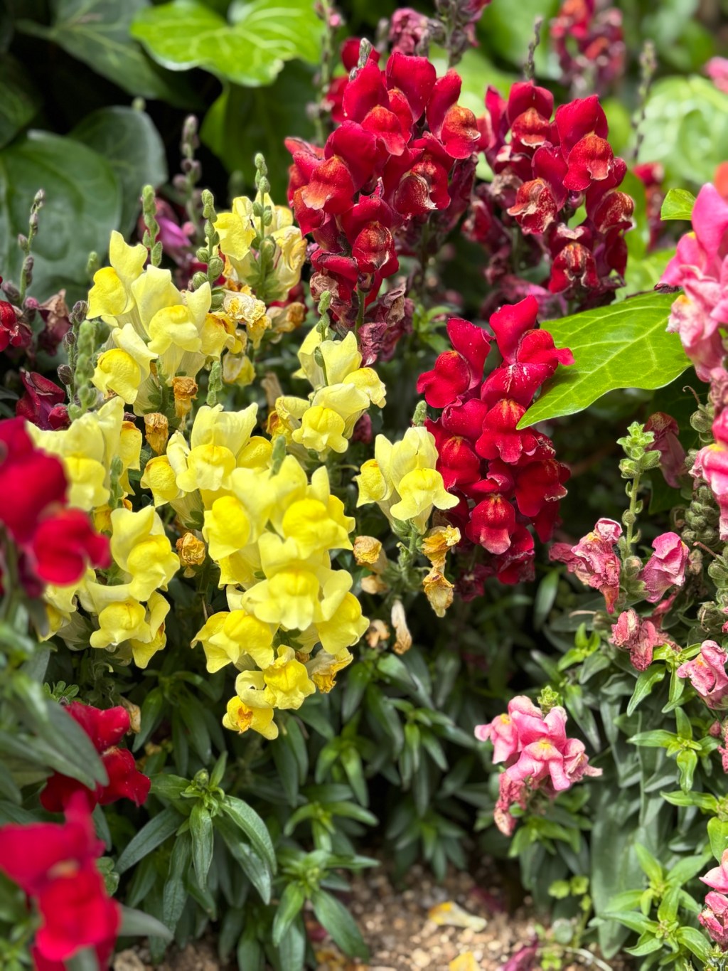 慢性前立腺炎に対する乳歯歯髄エクソソーム？！