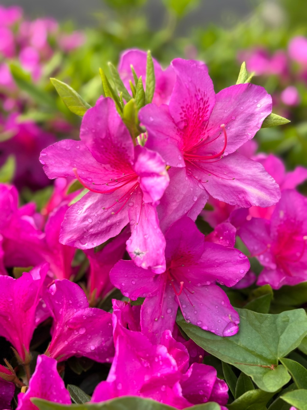 【腟ヒアルロン酸、本当に大丈夫？骨盤臓器脱との危険な関係】