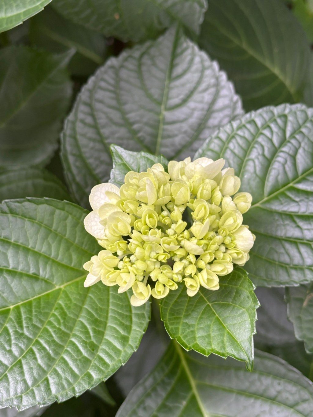 「症状がなくても要注意!顕微鏡的血尿の本当の意味